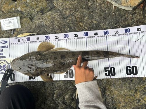 マゴチの釣果