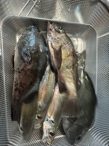 クロメバルの釣果