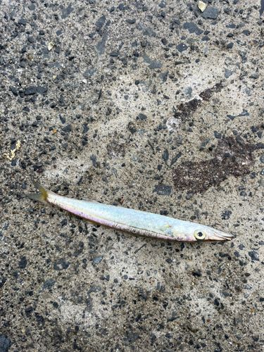 カマスの釣果
