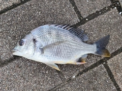 キビレの釣果