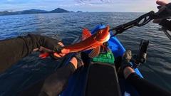 ホウボウの釣果