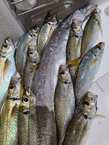 タチウオの釣果