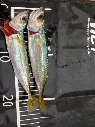 サバの釣果