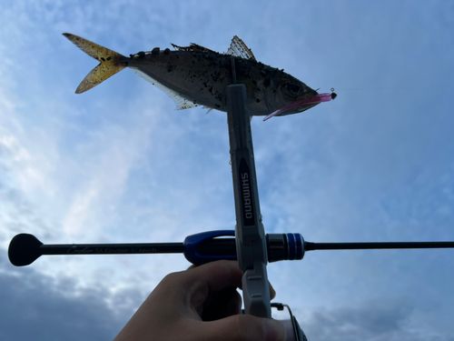 マアジの釣果