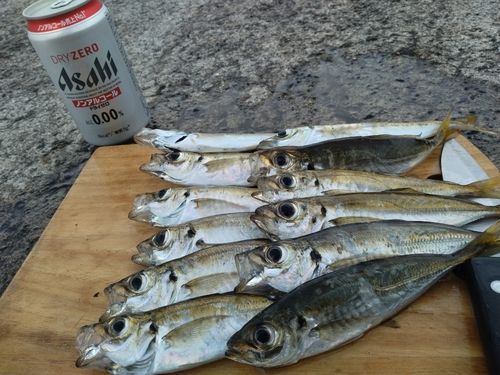 アジの釣果