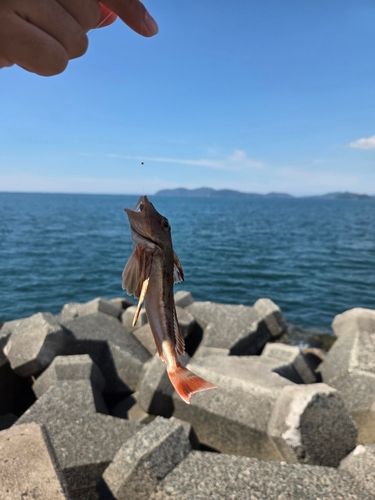 ホウボウの釣果