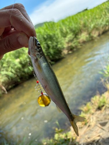 コアユの釣果