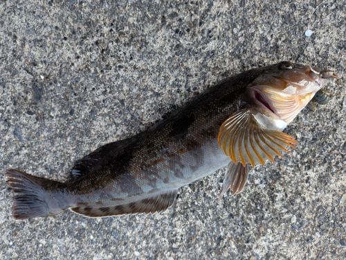 アイナメの釣果