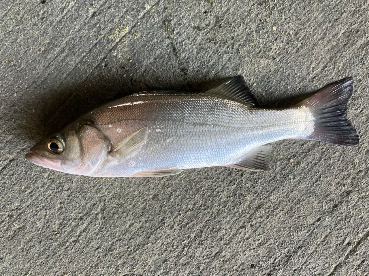 SHIMANO 20ゾディアス 270M-2の最安値・インプレ・釣果 | 本音の口コミ