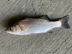 セイゴ（マルスズキ）の釣果