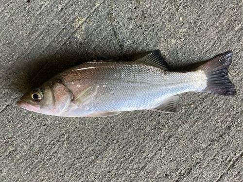 セイゴ（マルスズキ）の釣果