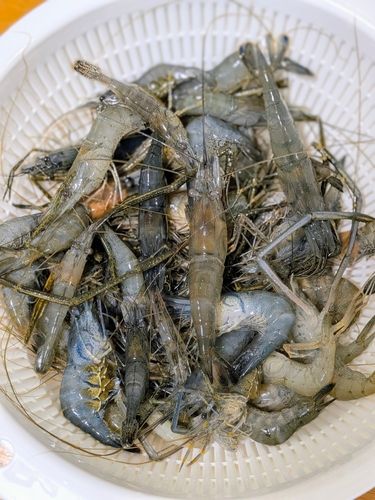立田大橋の釣果・釣り場情報【2026年最新】 - アングラーズ | 釣果600