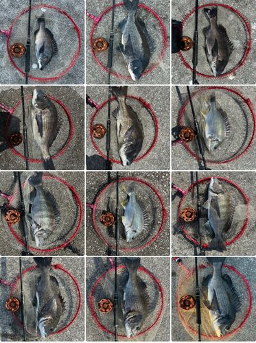チヌの釣果