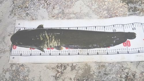 ナマズの釣果