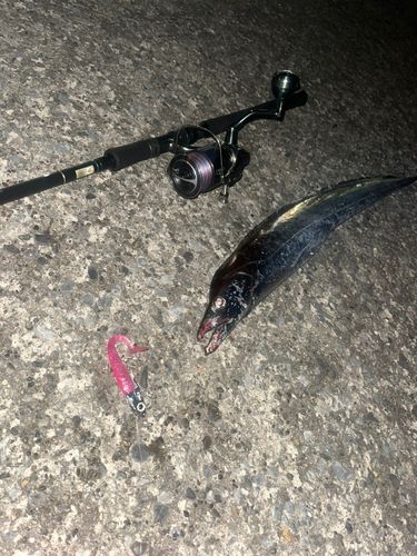 タチウオの釣果