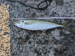 マルアジの釣果