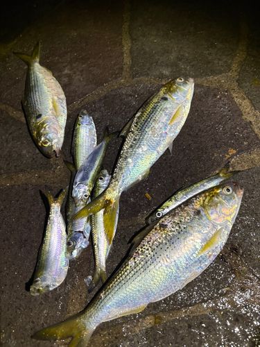 サッパの釣果