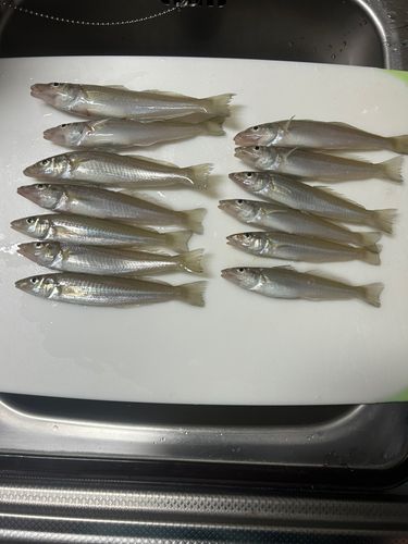 シロギスの釣果