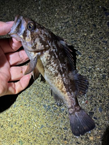ソイの釣果