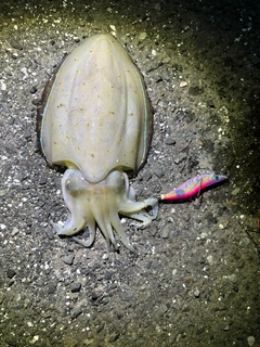 コウイカの釣果