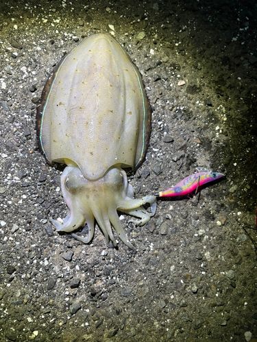 コウイカの釣果