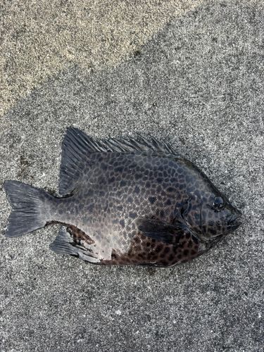 イシガキダイの釣果