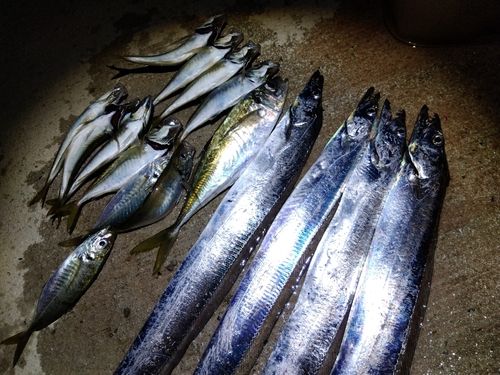 タチウオの釣果