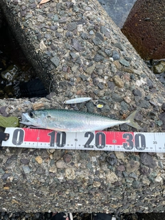 サバの釣果