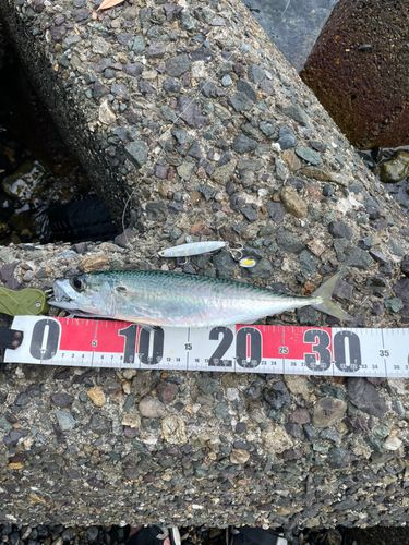 サバの釣果
