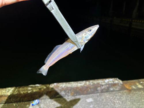 シロギスの釣果