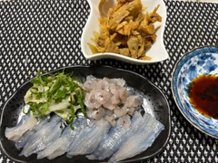 シロギスの釣果