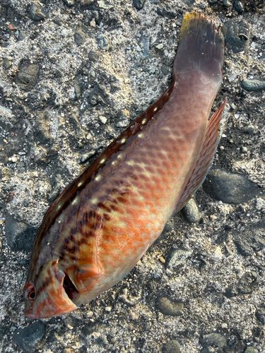 ホシササノハベラの釣果