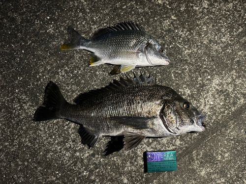 キビレの釣果