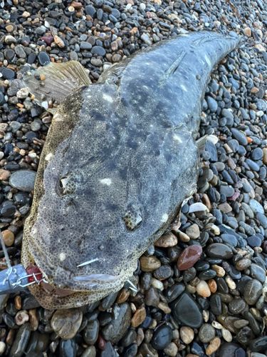 マゴチの釣果