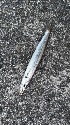 カマスの釣果