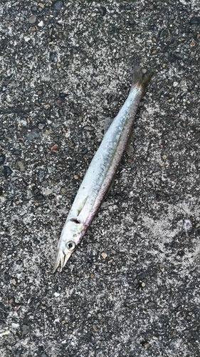 カマスの釣果
