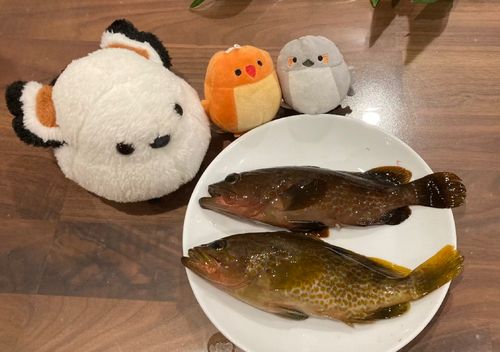 キジハタの釣果