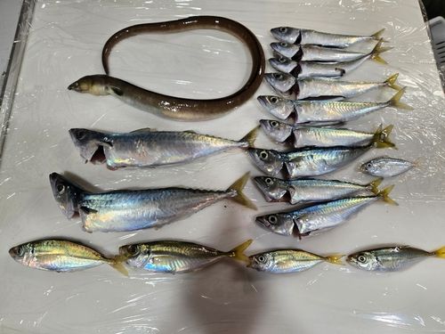 サバの釣果