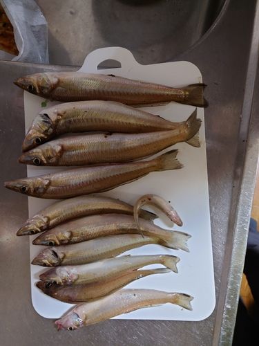 シロギスの釣果