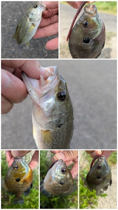 ブラックバスの釣果