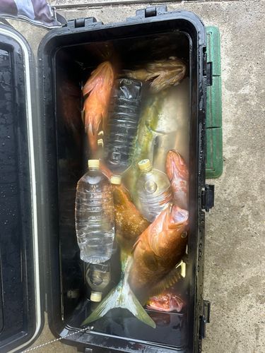 ブリの釣果