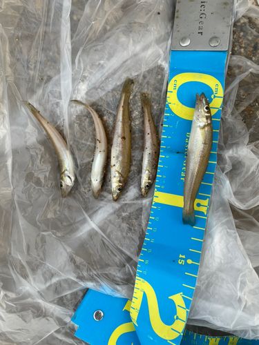 キスの釣果