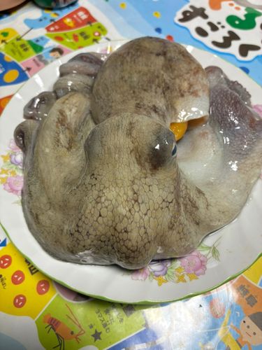 マダコの釣果