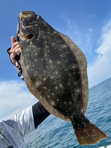 ヒラメの釣果