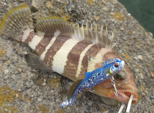 アオハタの釣果