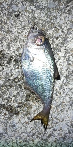 ミナミハタンポの釣果