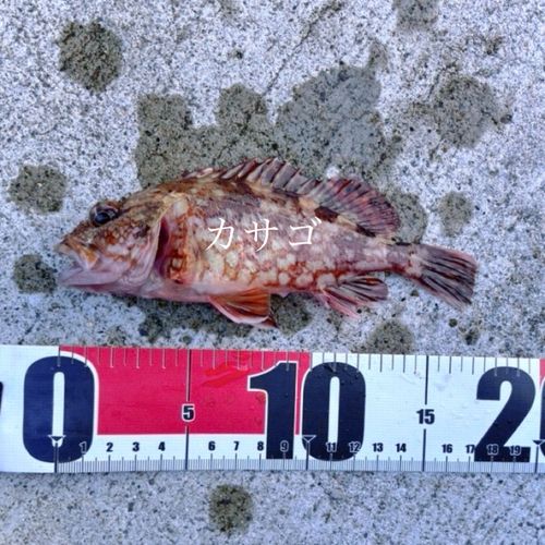 カサゴの釣果