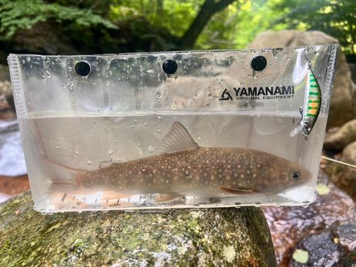 イワナの釣果