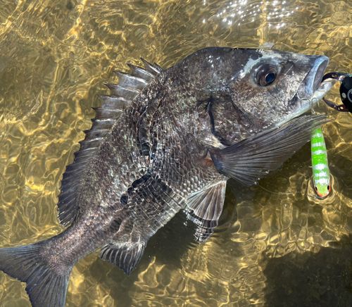 チヌの釣果