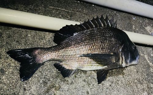 クロダイの釣果